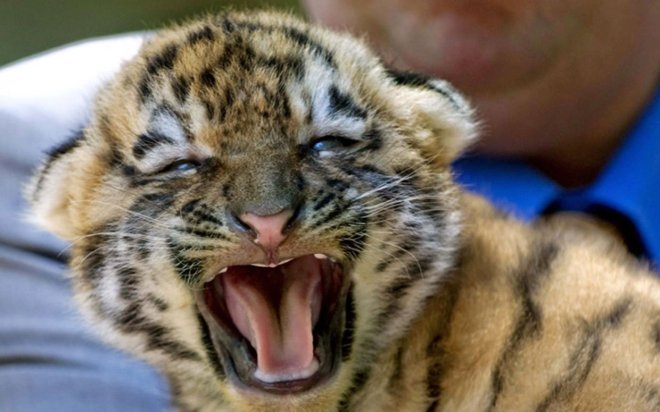tiger-tuesday-daily-cute